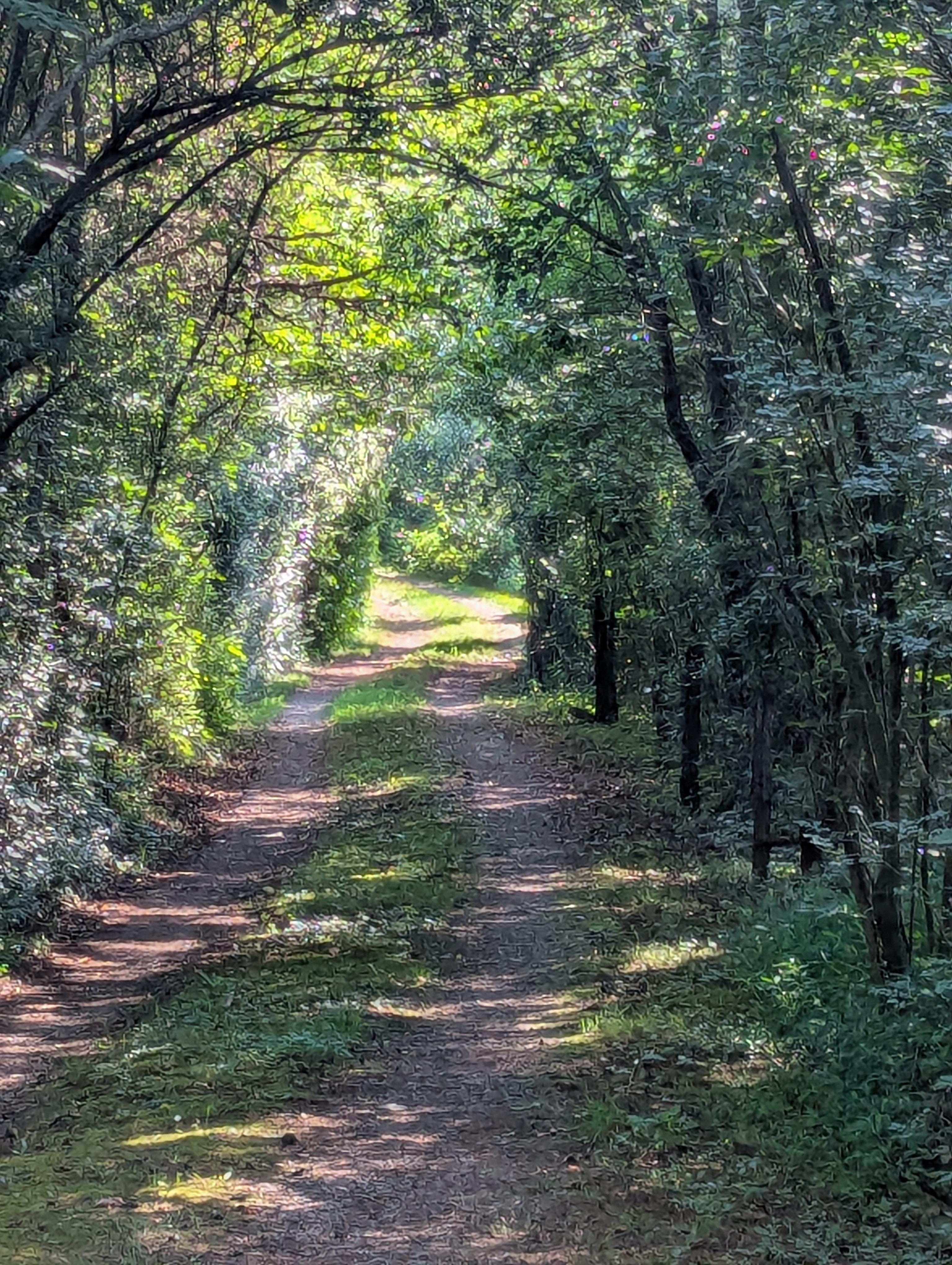 View from cabin down the drive
