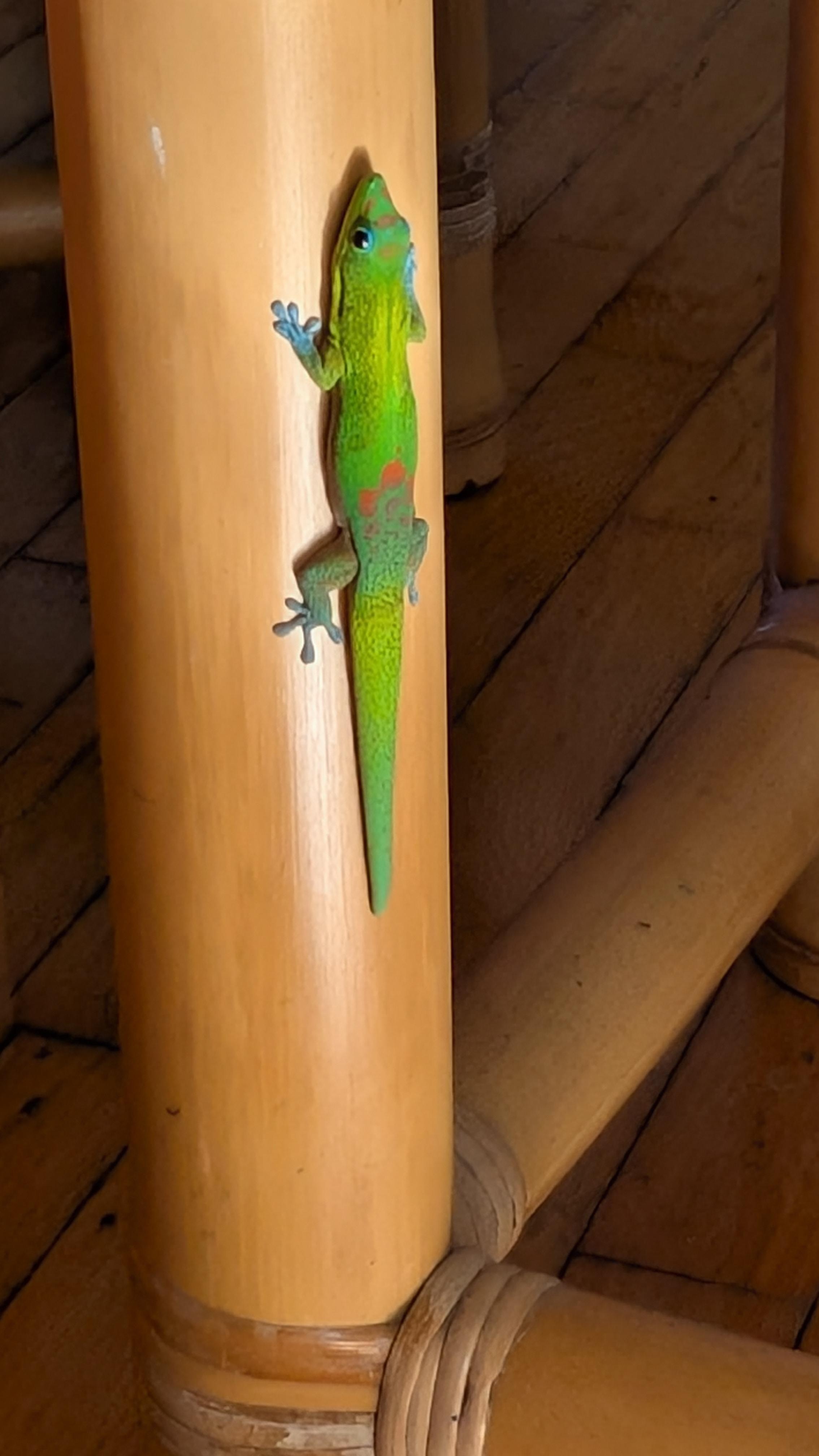 Gotta be comfortable with the occasional gecko. 