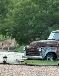 Saw lots of deer and wild turkey’s