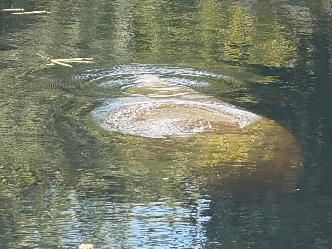 Manatee!