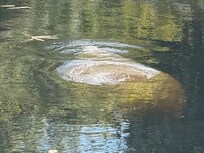 Manatee!