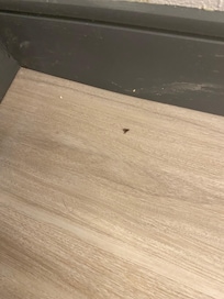 Dead fly
