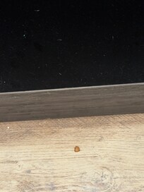 Dog kibble