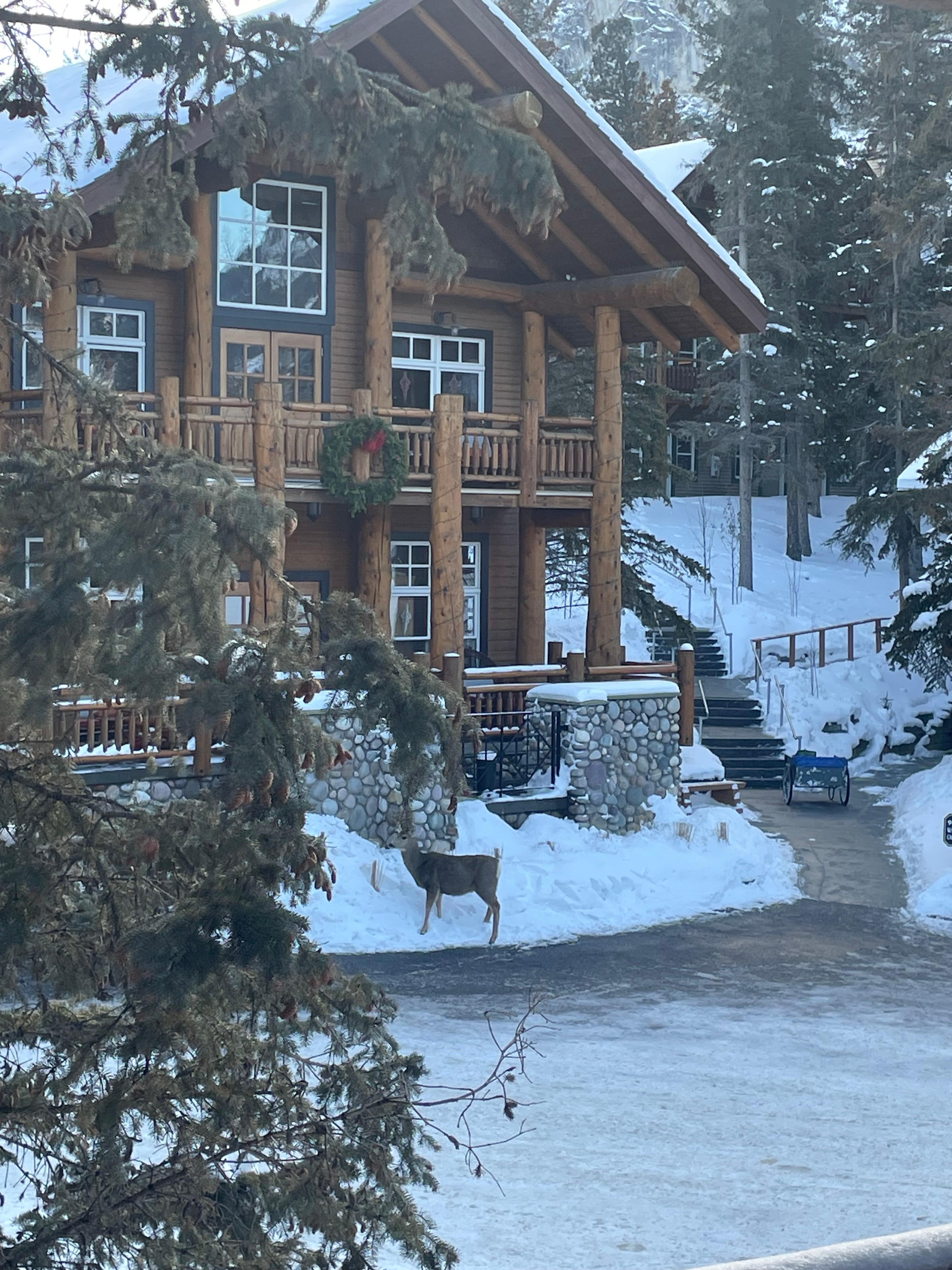 View from our room, featuring a deer