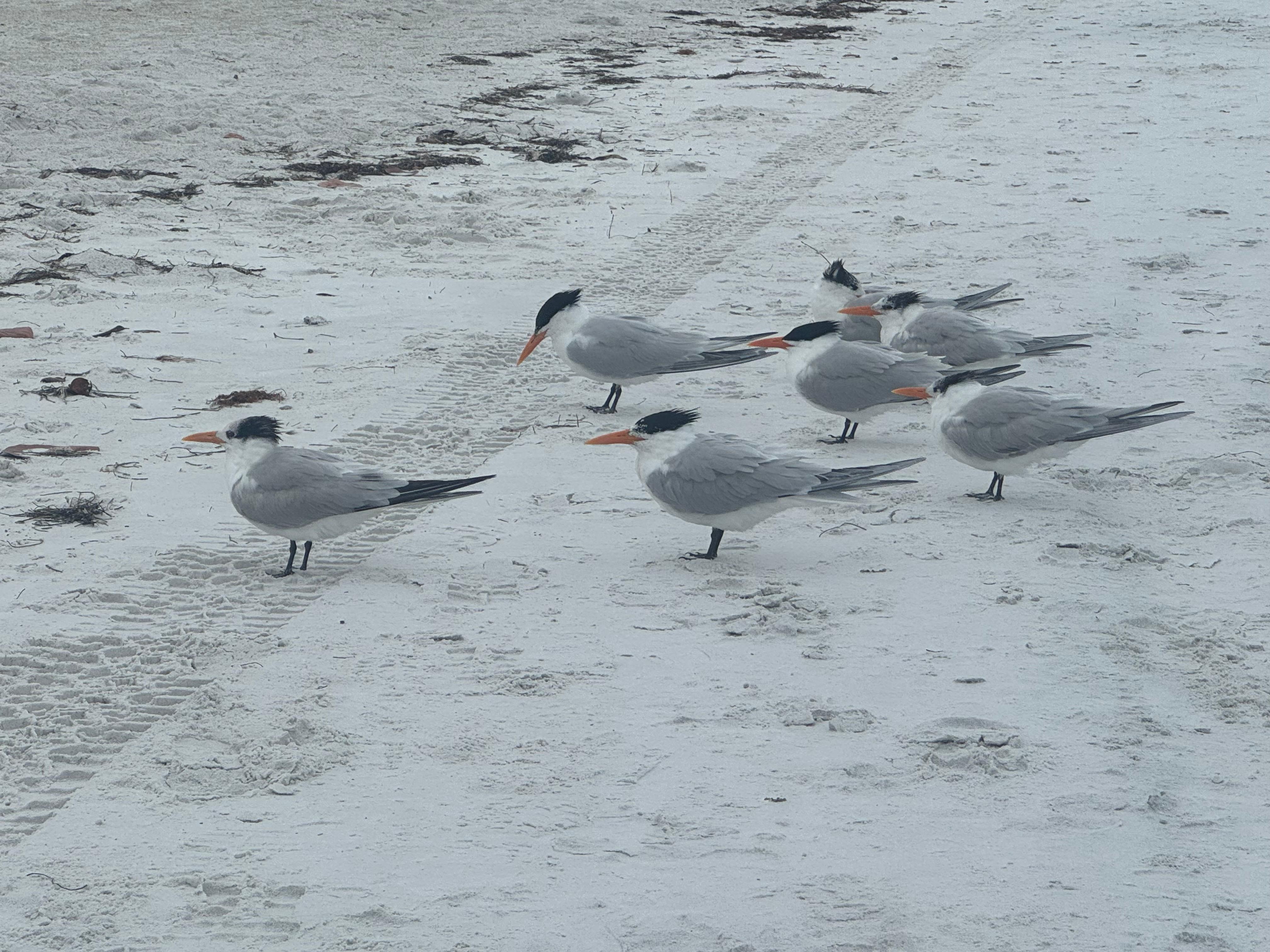 Great for birders. Royal terns, Great Blue Herons, Oyster Catchers etc…
