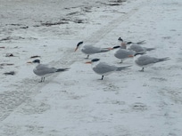 Great for birders. Royal terns, Great Blue Herons, Oyster Catchers etc…
