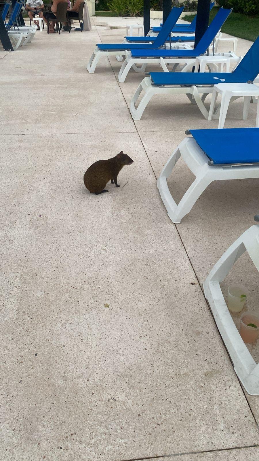 Los hermosos habitantes del hotel 🥰