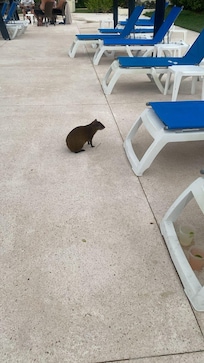 Los hermosos habitantes del hotel 🥰