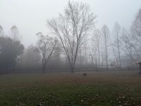 Foggy morning in the back yard