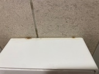 Appear to be black mold