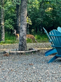 The deer came so close!