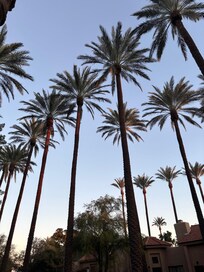 Mature Palm Trees. Gorgeous!