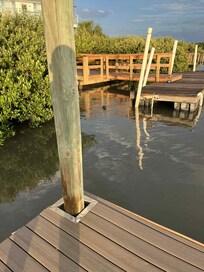 Black Drum feeding on the oyster bed at the dock