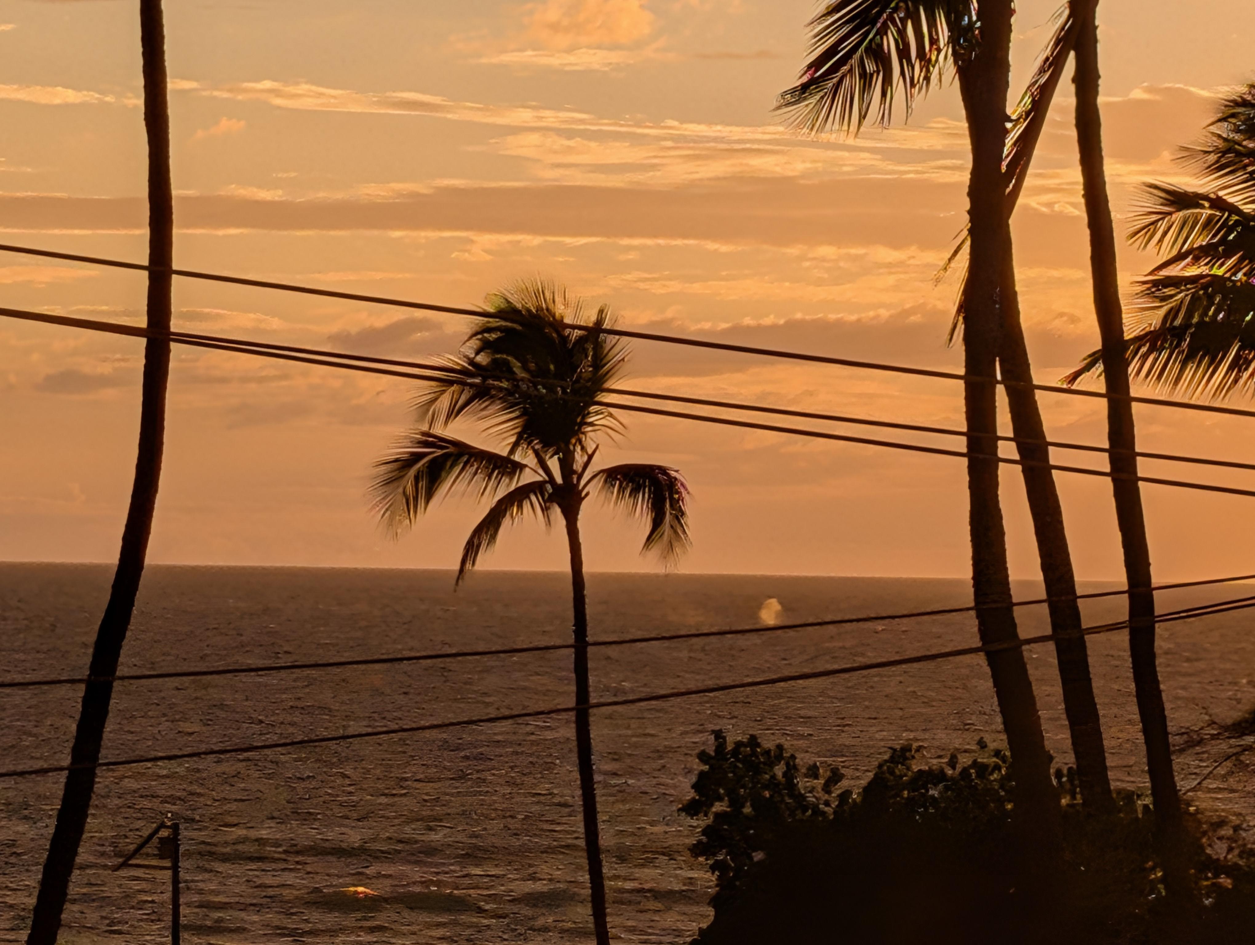 Humpback calf breaching