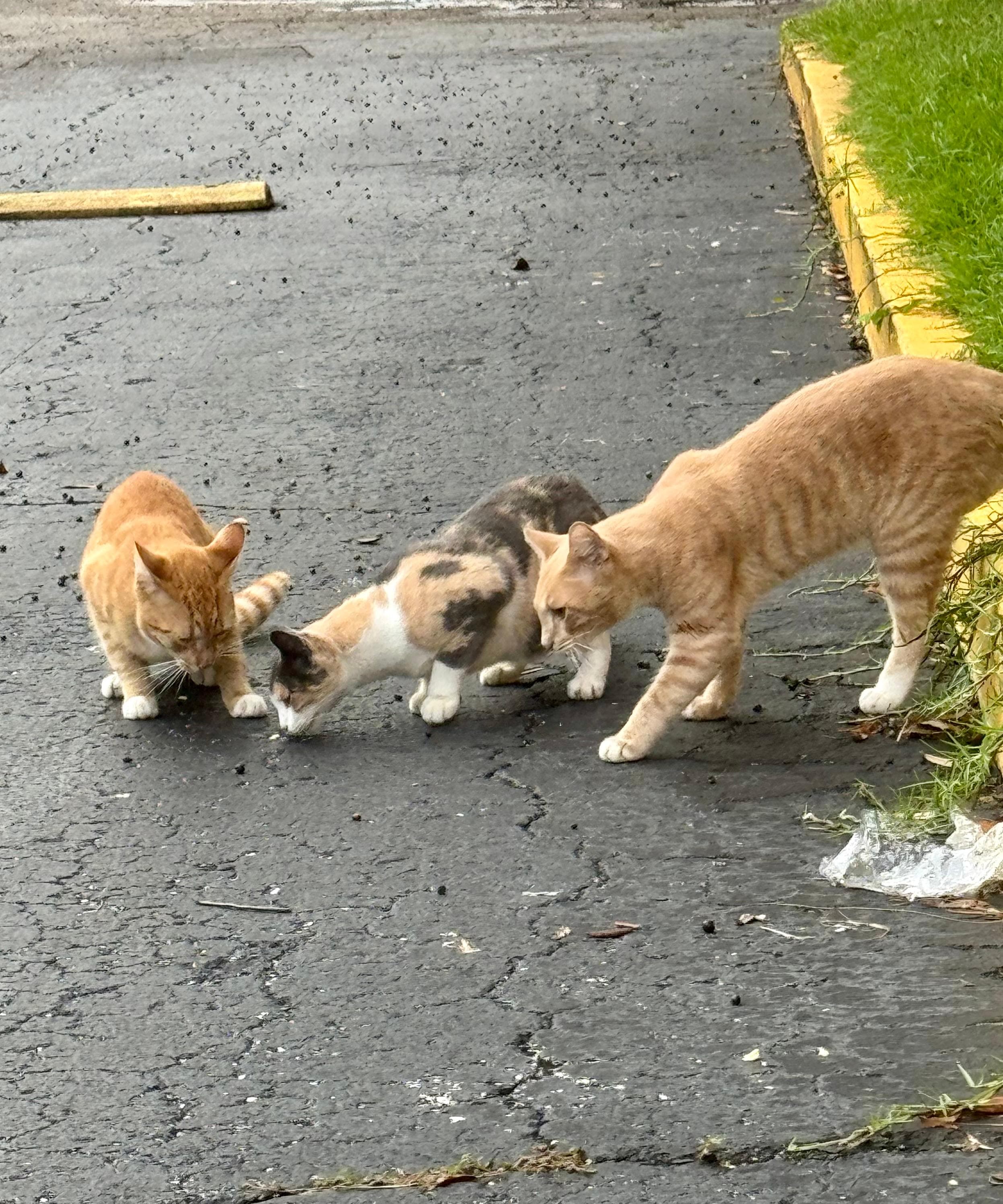 We are animal lovers! The feral cats near the property are well taken care of by staff/ owners.