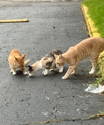 We are animal lovers! The feral cats near the property are well taken care of by staff/ owners.