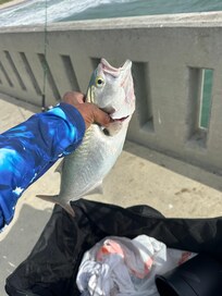 Catch of the day on the pier.