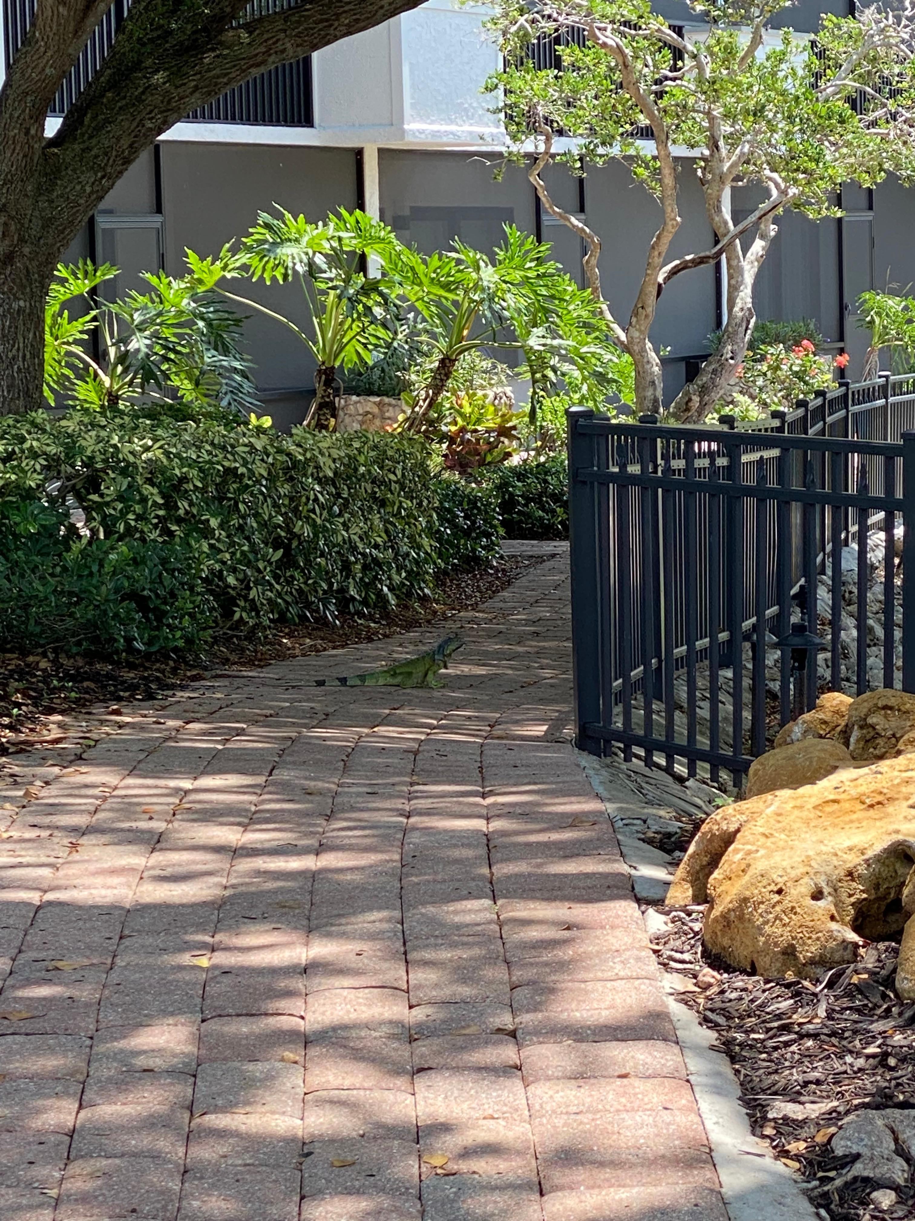 Iguana
