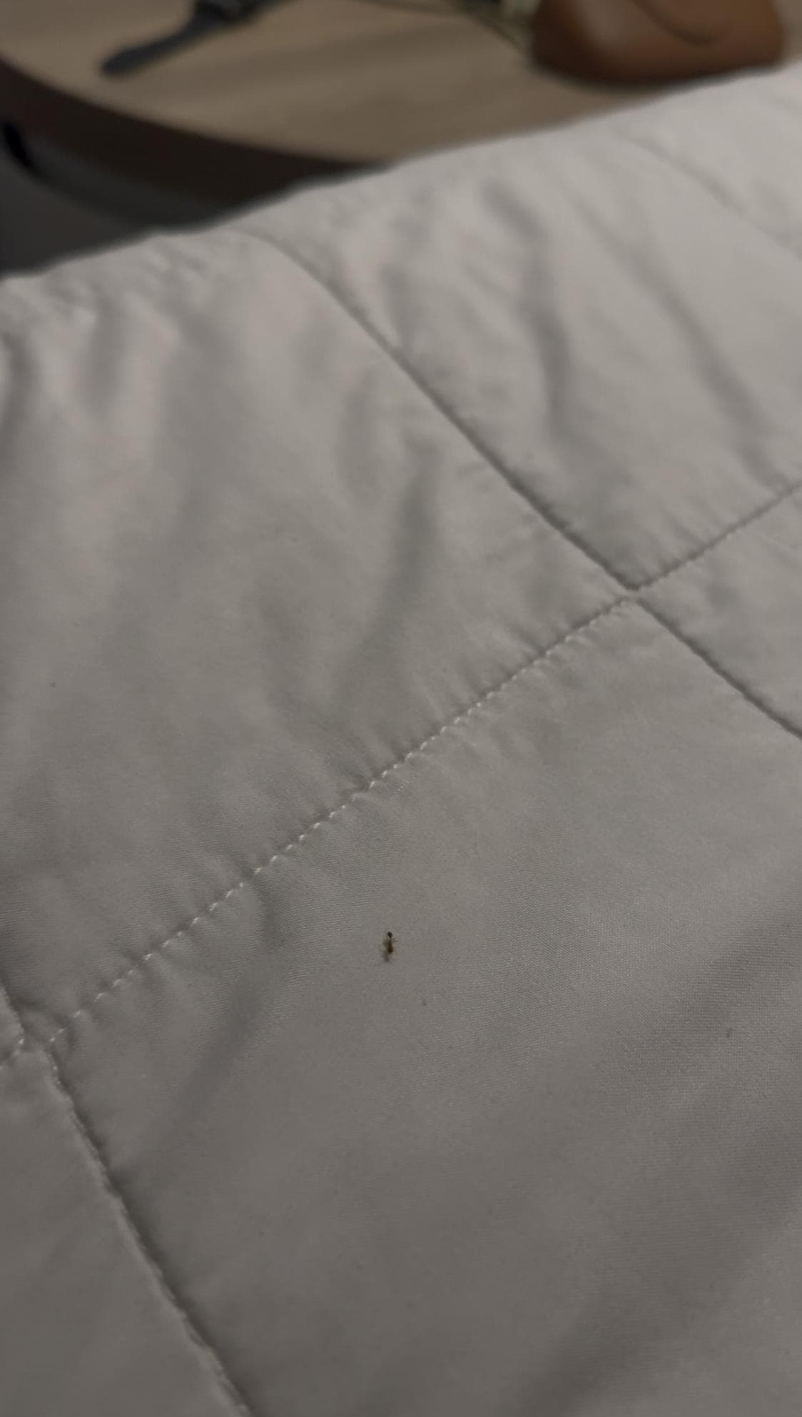 Ant on the bed.