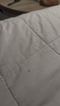 Ant on the bed.