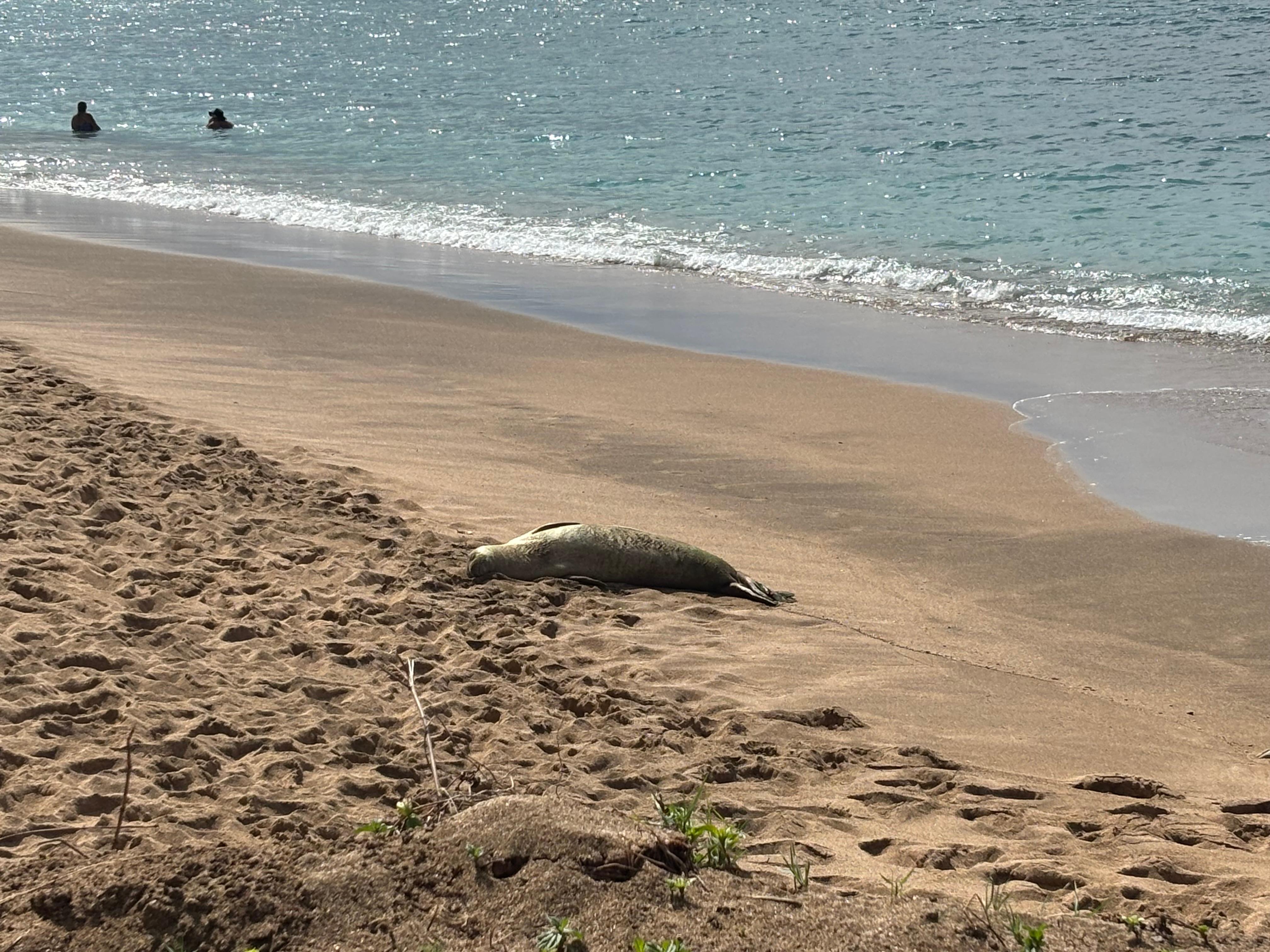 Monk seal stopped on shore for a snooze.