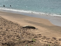 Monk seal stopped on shore for a snooze.