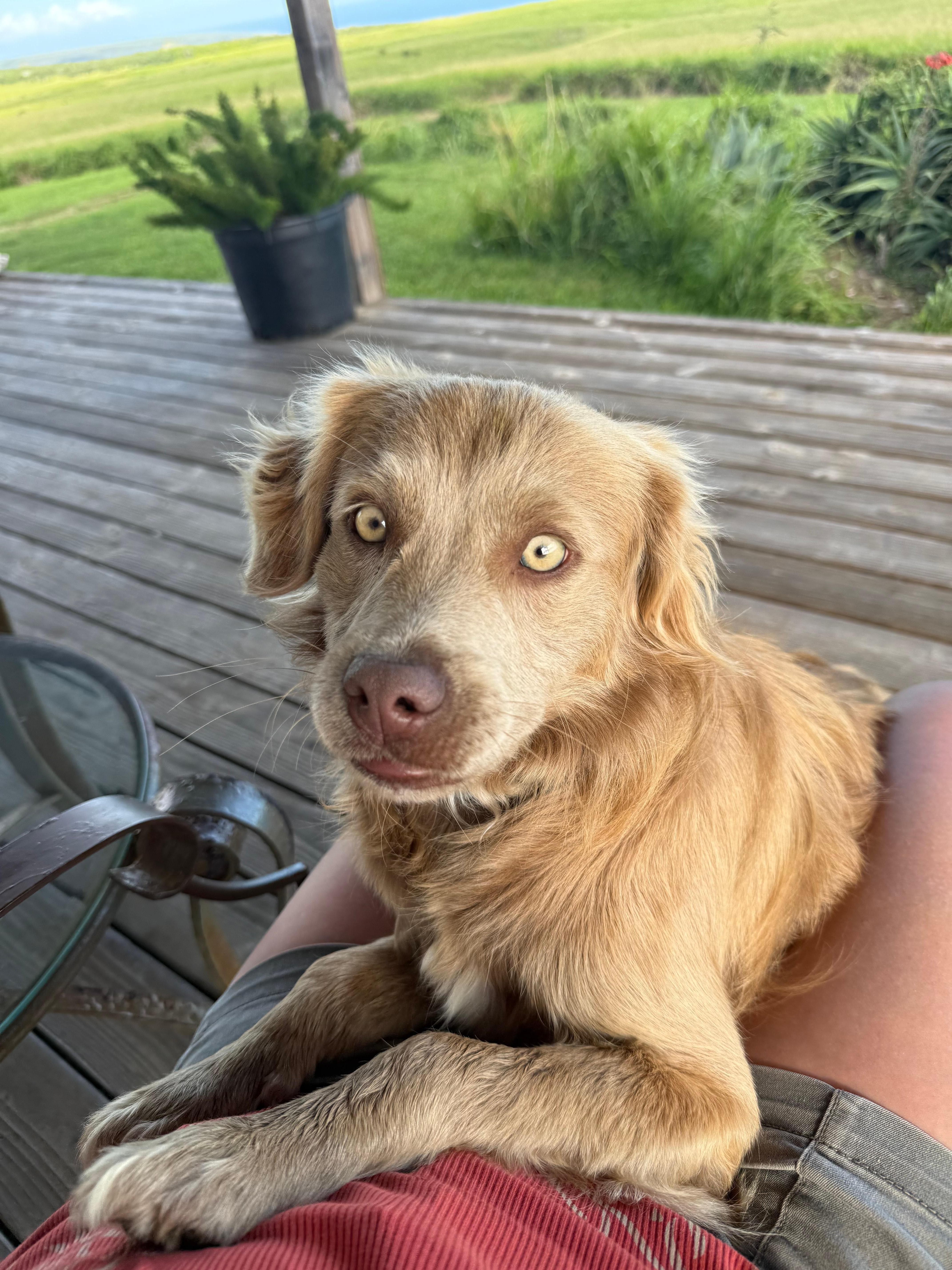 Aka is resident well behaved and respectful canine  