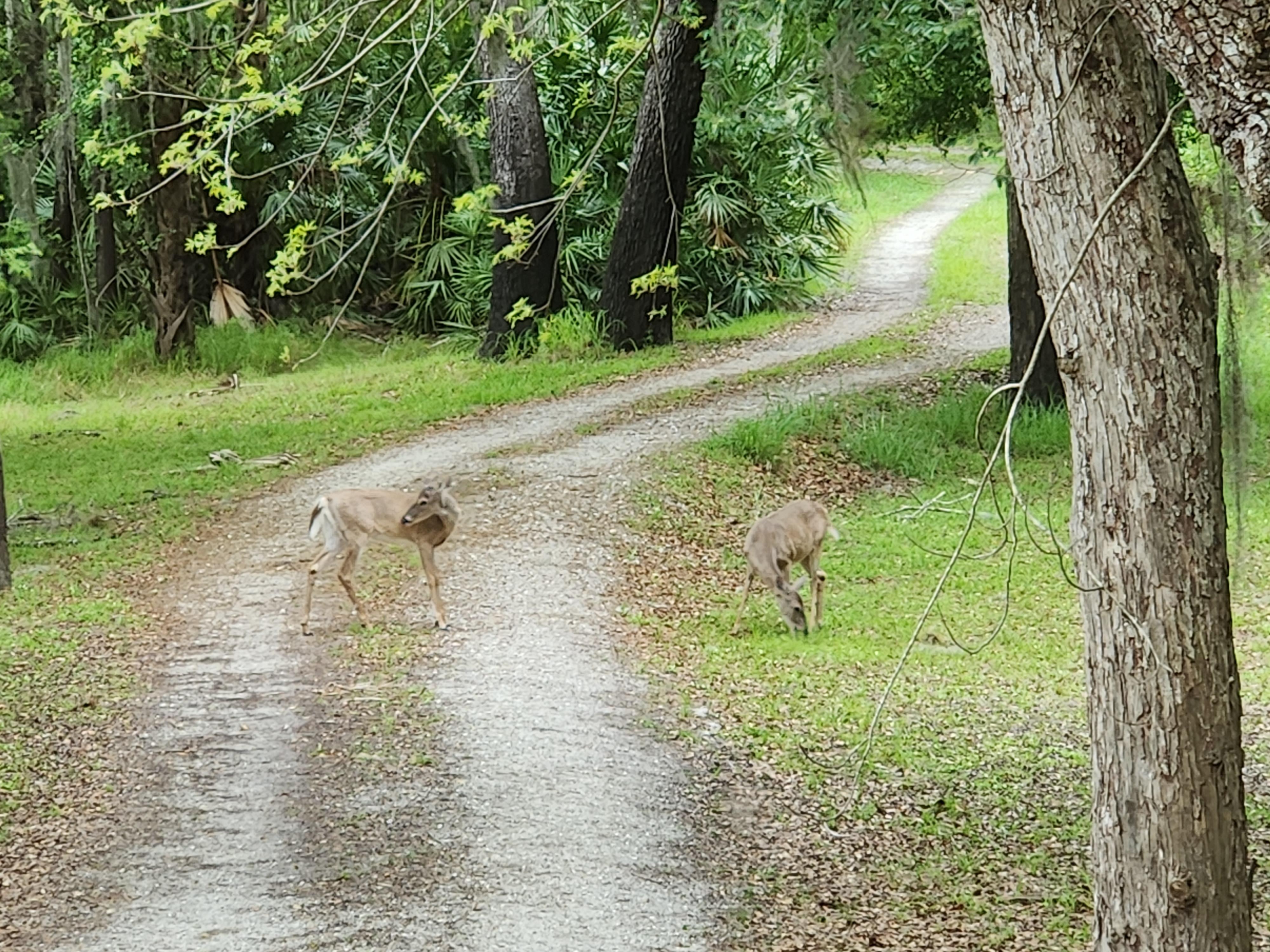 Deer and turkey in the driveway