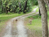 Deer and turkey in the driveway