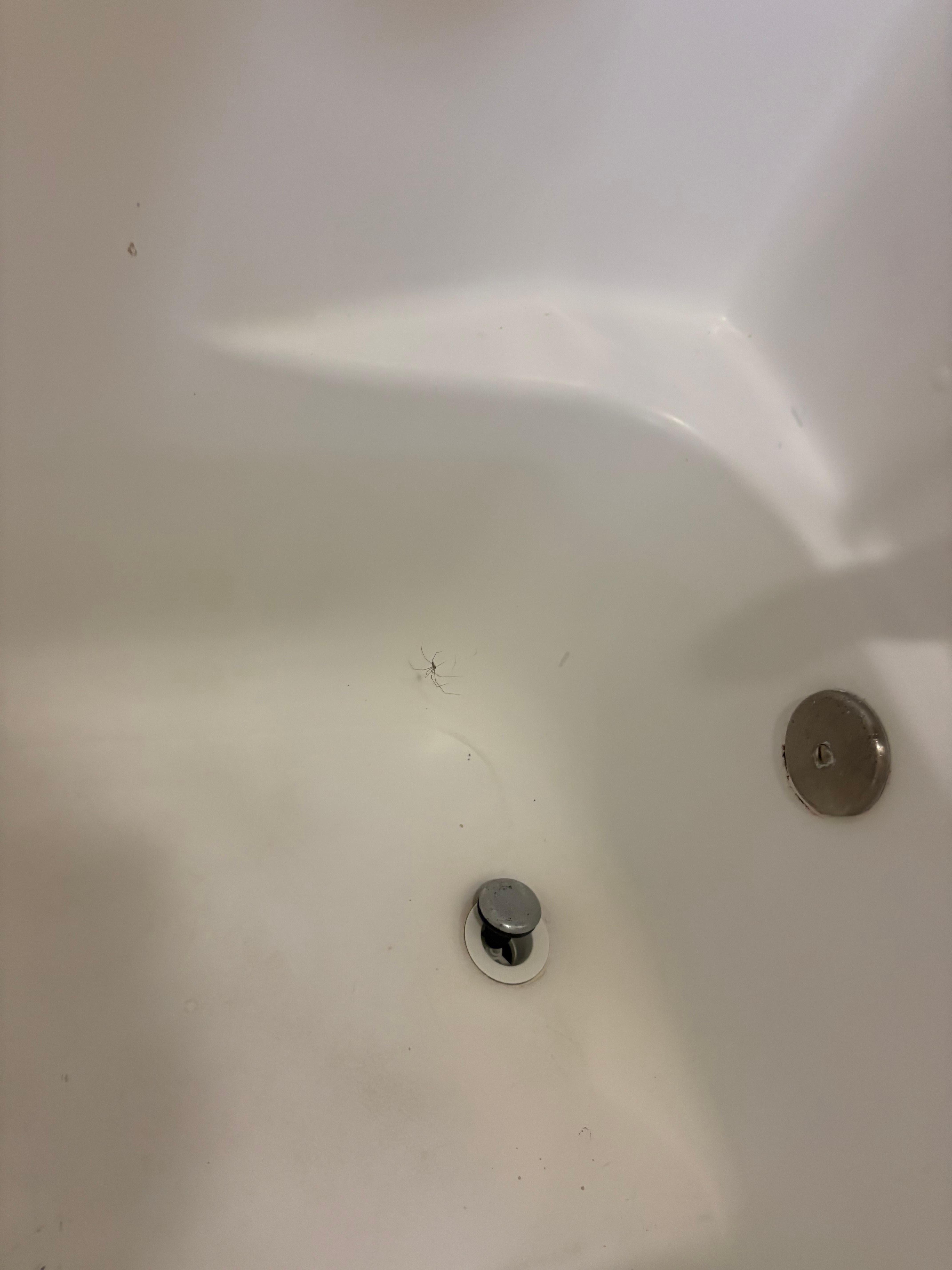 Nice daddy long legs proving no one ever comes to this hotel. 