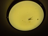 Bugs in ceiling light