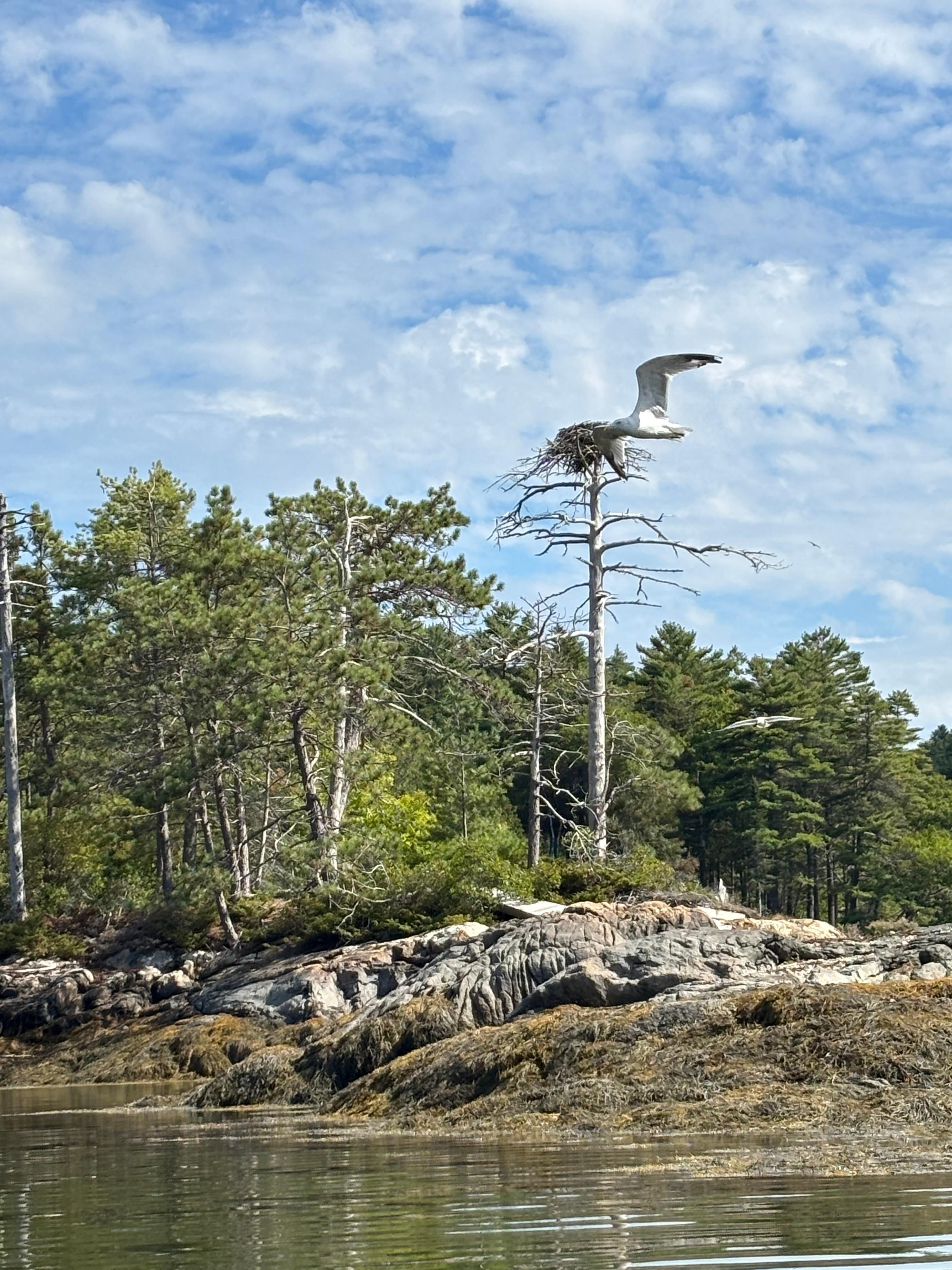 Ospreys give us daily entertainment here at the cottage.