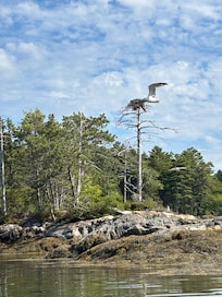 Ospreys give us daily entertainment here at the cottage.
