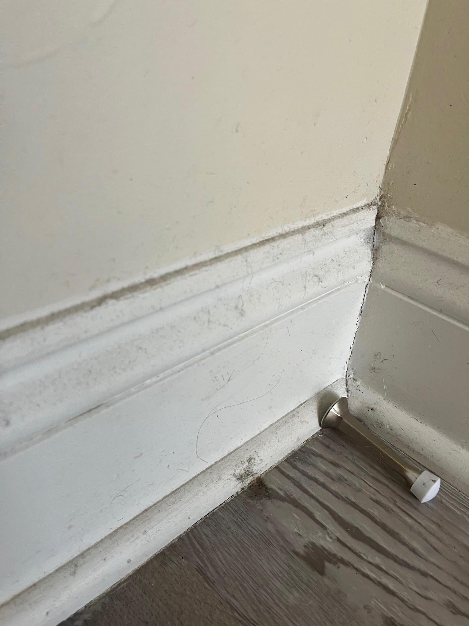 This is an example of the state of the walls in the main room. What is not documented here are the myriad of black scuffs along most walls in the main room