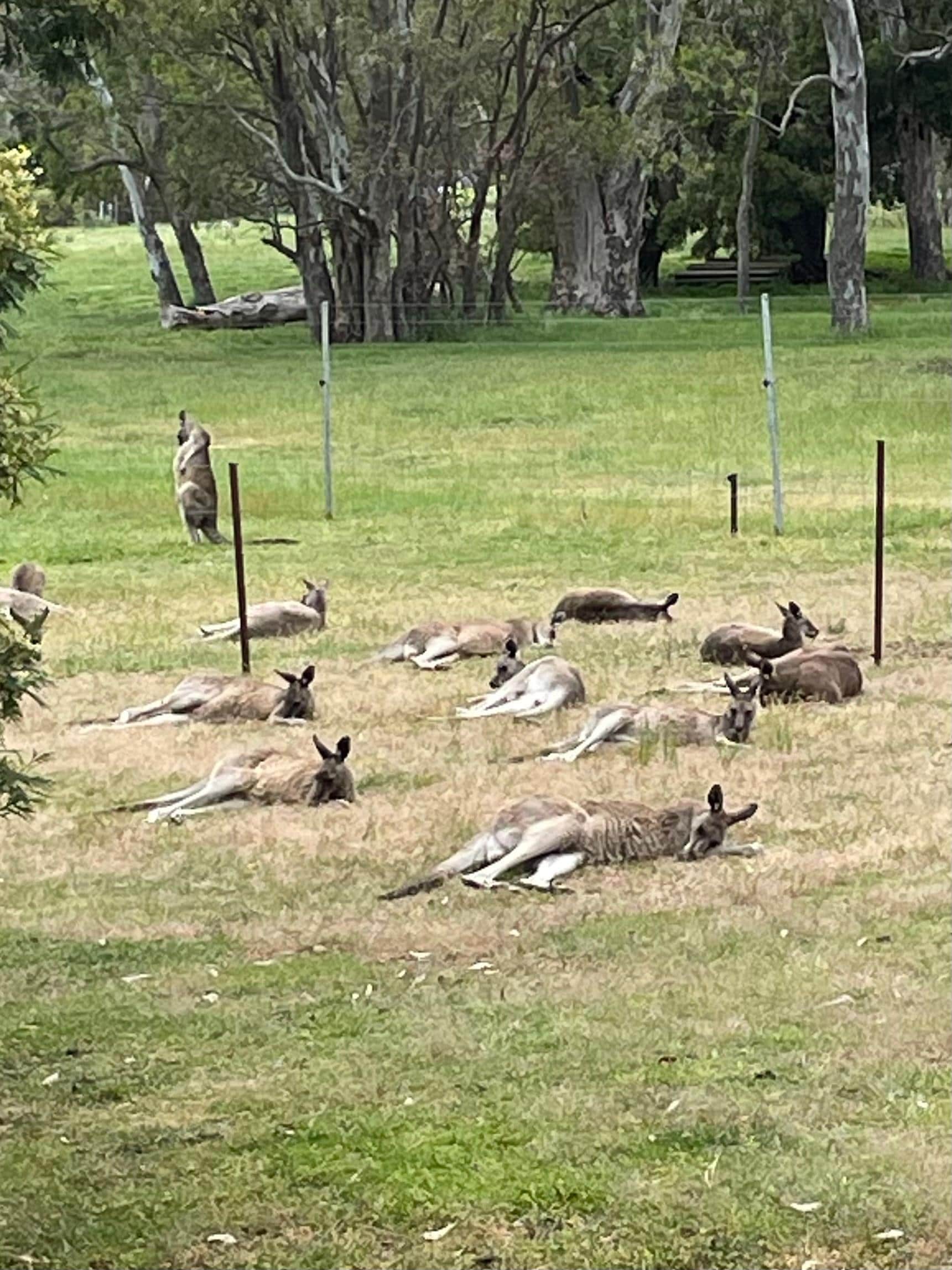 Kangaroos met us daily at the front door.