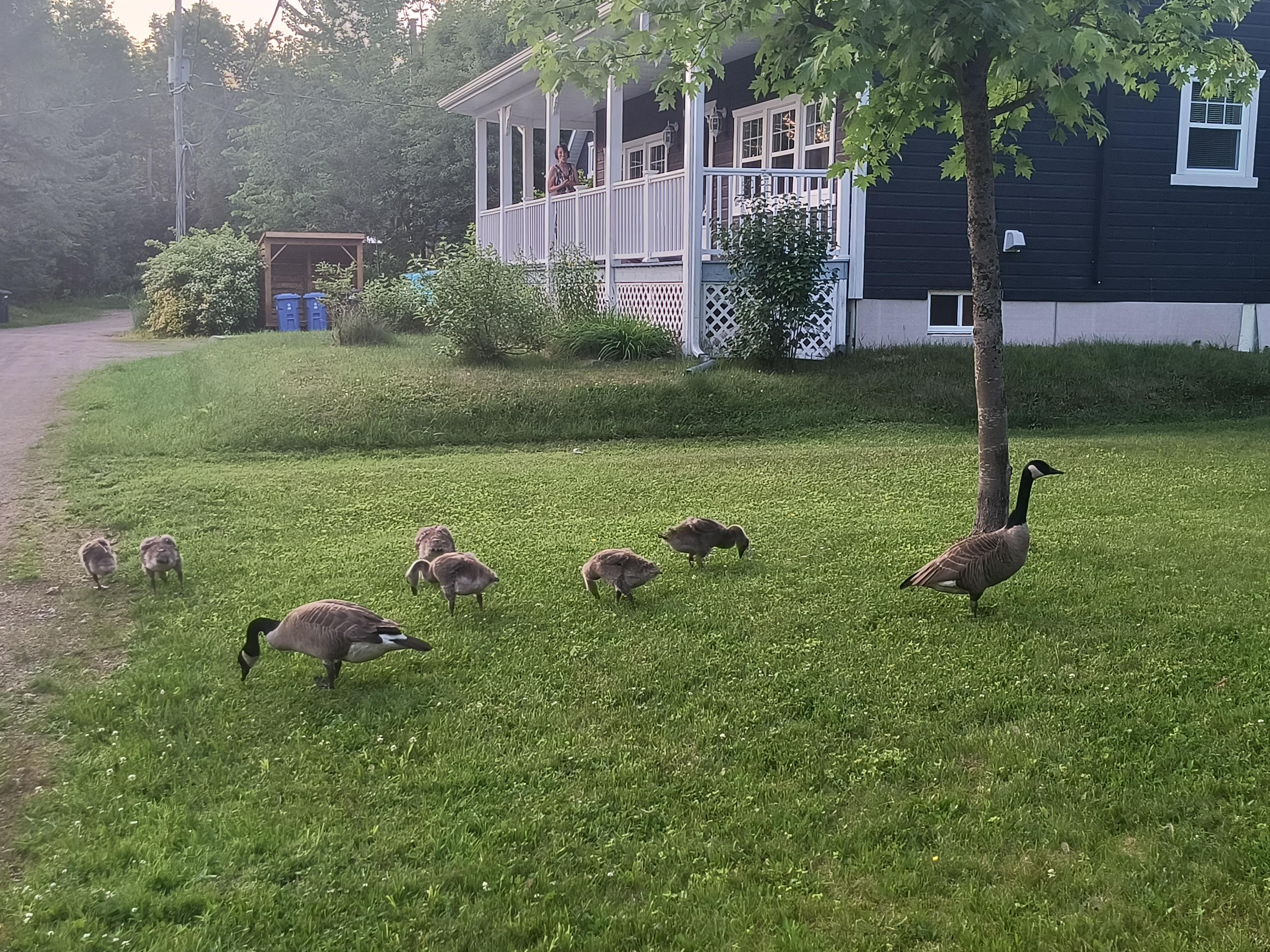 Visite d'une petite famille de bernaches de 7 rejetons.