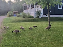 Visite d'une petite famille de bernaches de 7 rejetons.