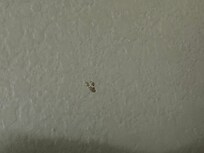 Boogers stuck to the walls next to the bed