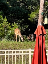 Early morning deer from the balcony.