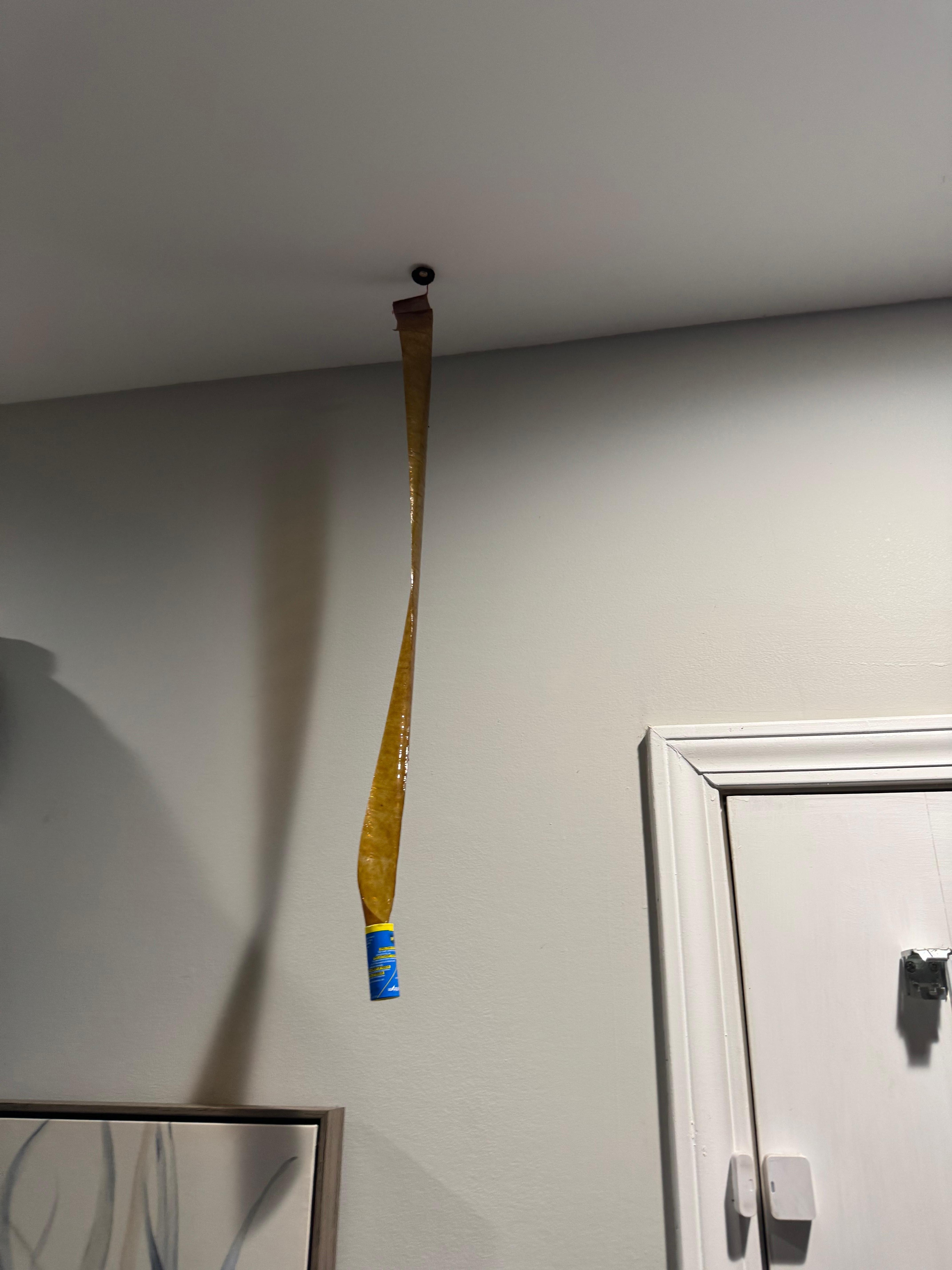 Fly strips hanging as you walk in