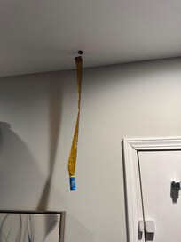 Fly strips hanging as you walk in