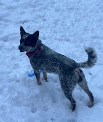 The dogs had a blast! But please be sure to pick up after your dogs :)