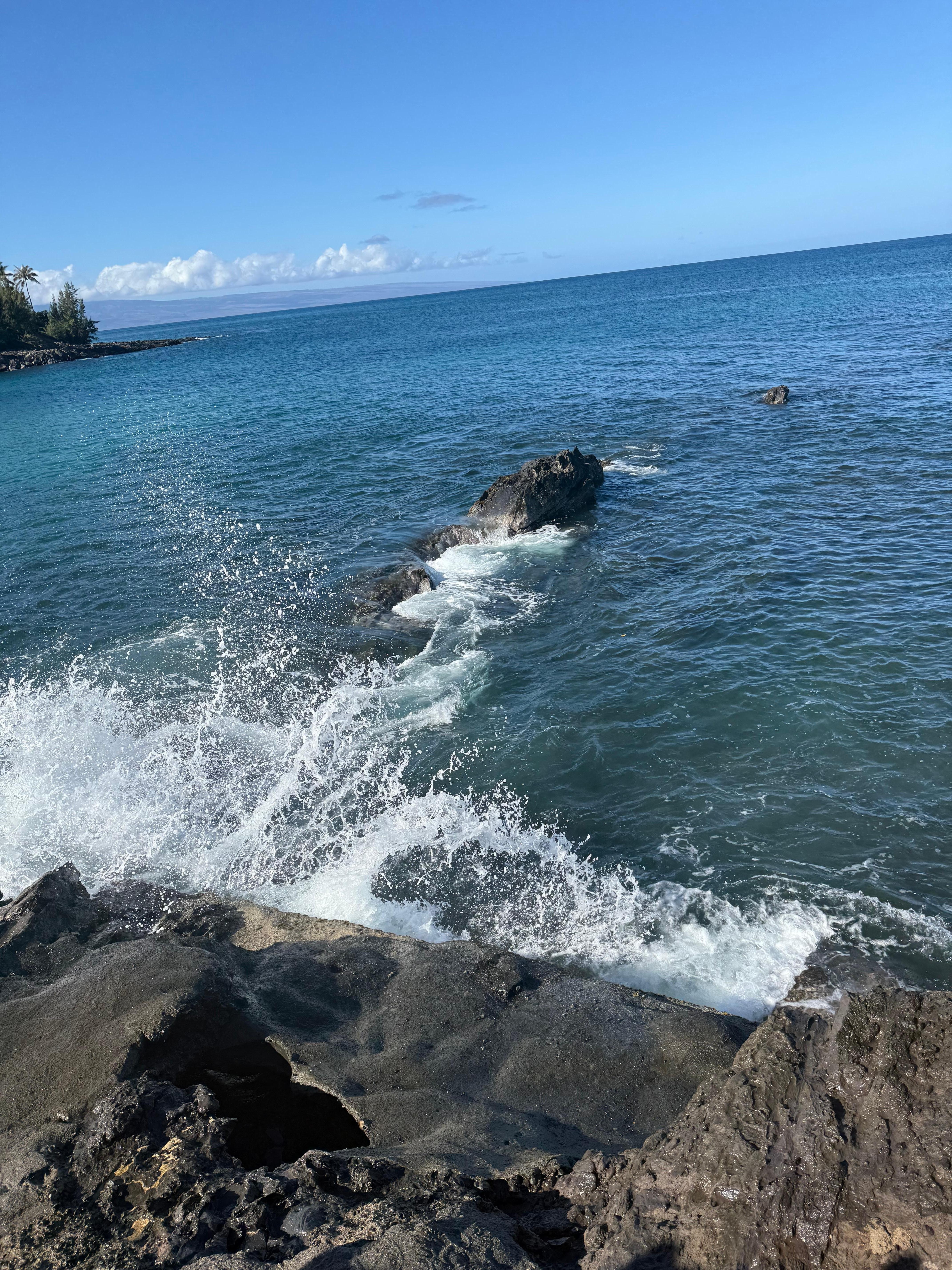 Where the turtles come in to eat.