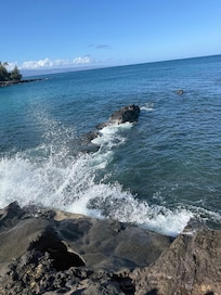 Where the turtles come in to eat.