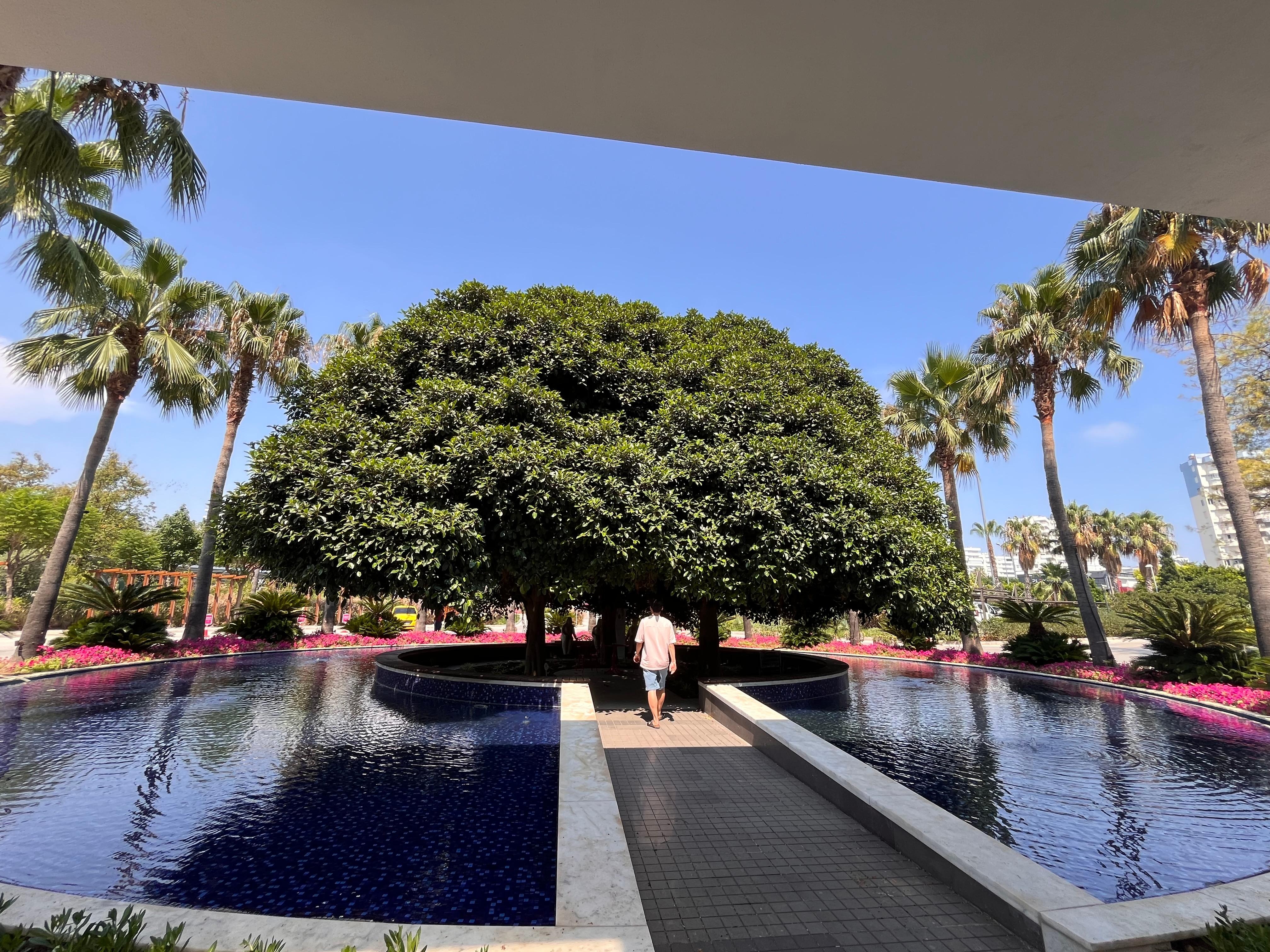 입구에 있는 아름드리나무.