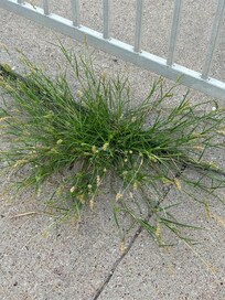 Goatheads growing on sidewalks