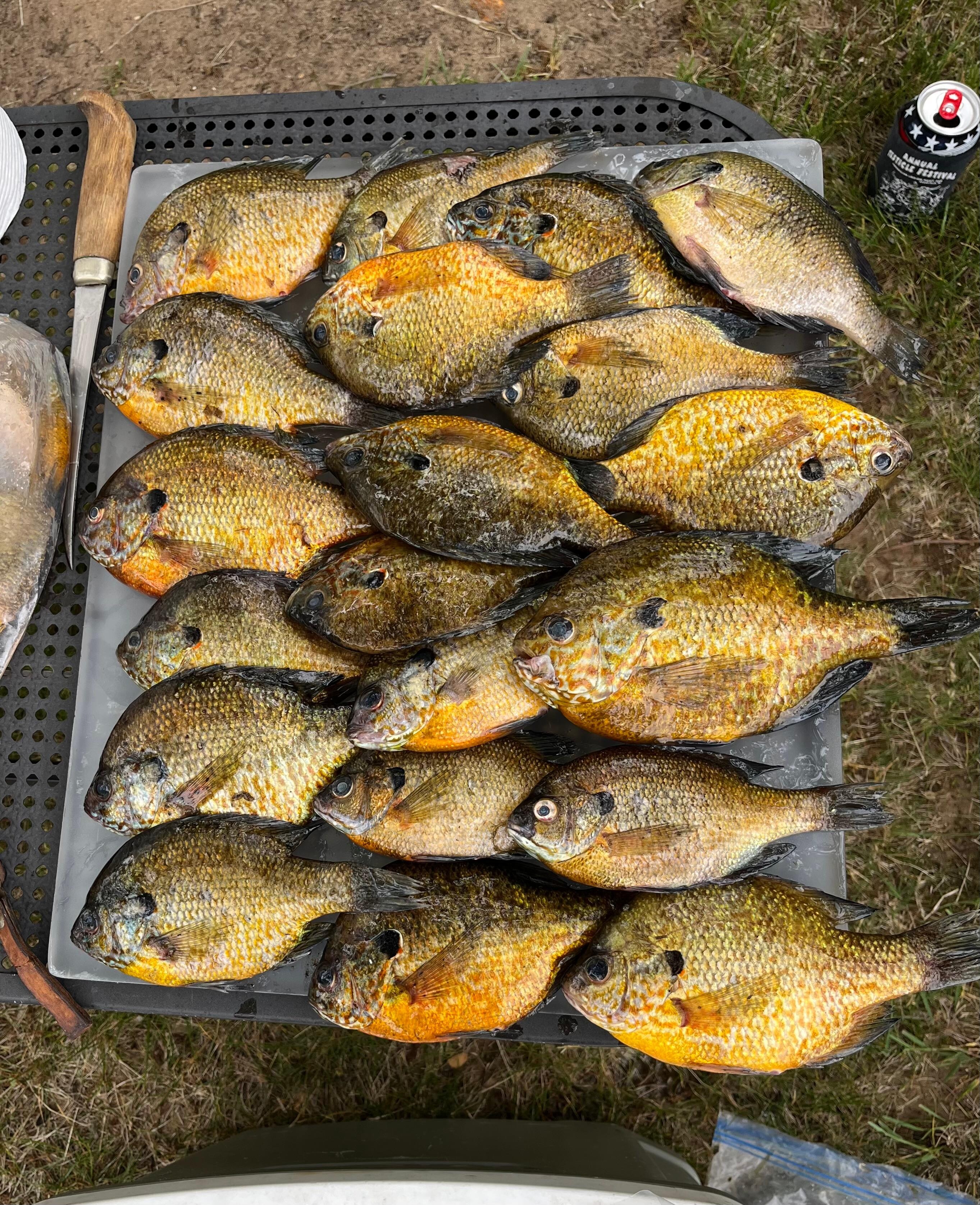 We caught so many fish!!