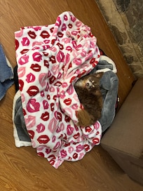 Carmello at the Cabin