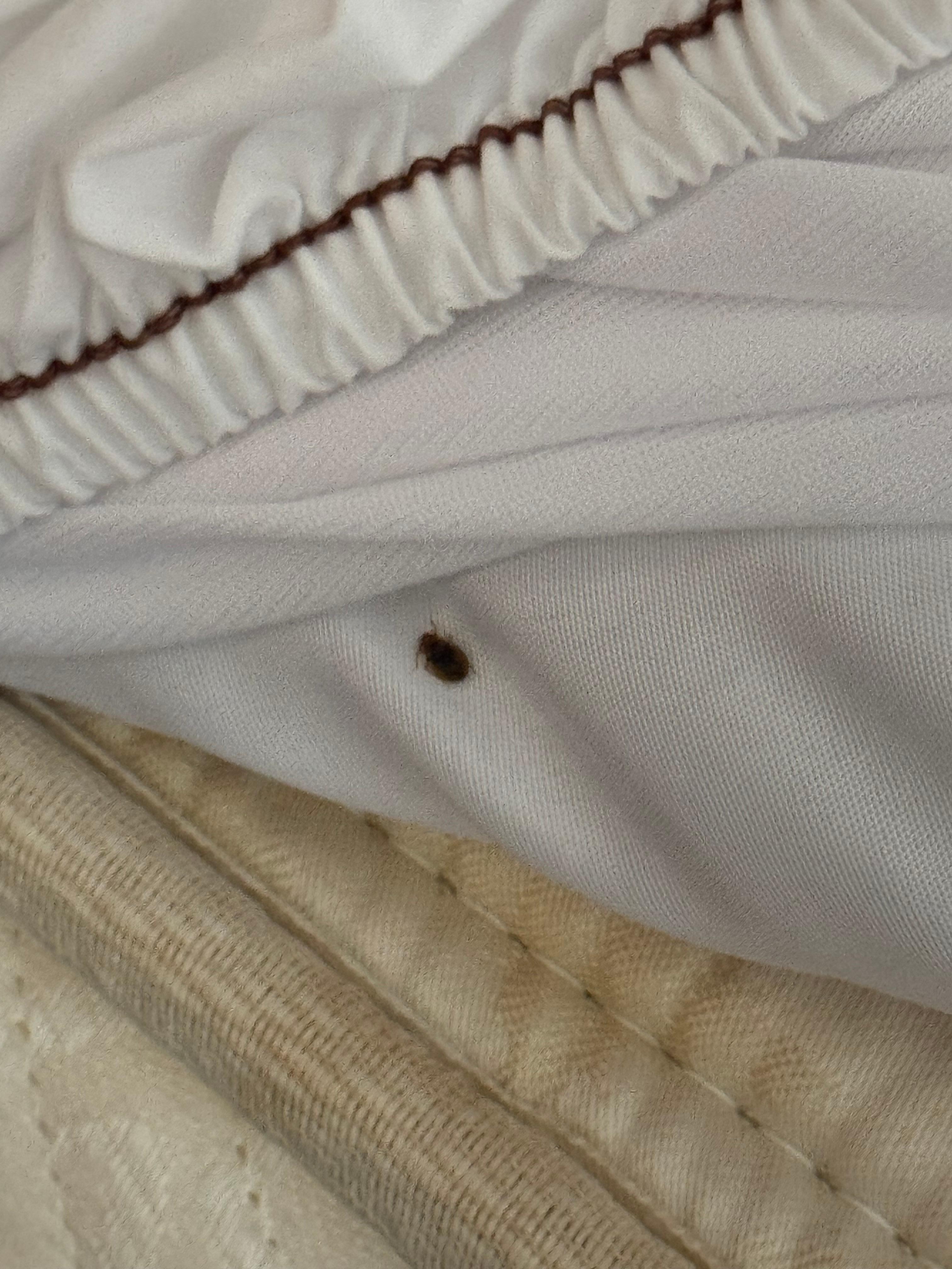 The 3rd bed bug that I seen ALIVE. 