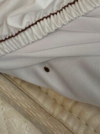 The 3rd bed bug that I seen ALIVE.